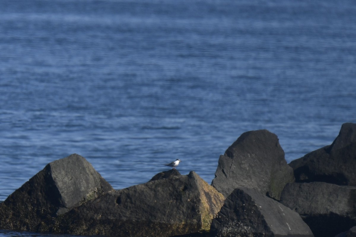 Txenada arrunta - ML645621097