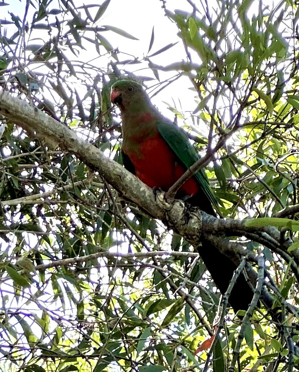 Australian King-Parrot - ML645621101