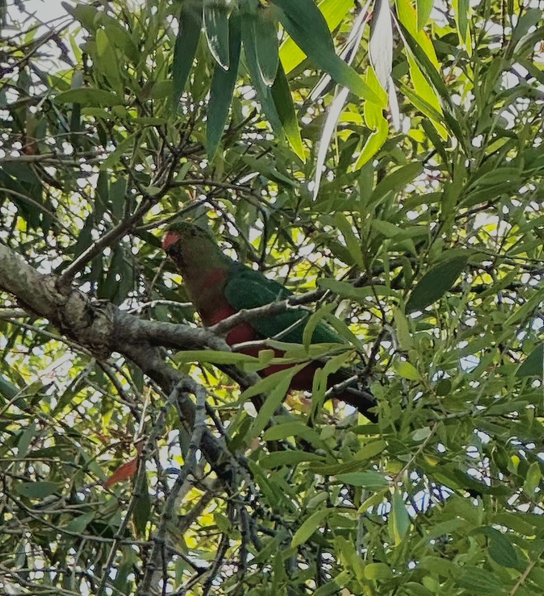 Australian King-Parrot - ML645621103