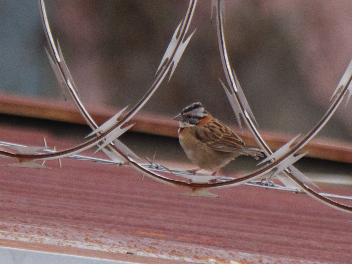 Rufous-collared Sparrow - ML645621104