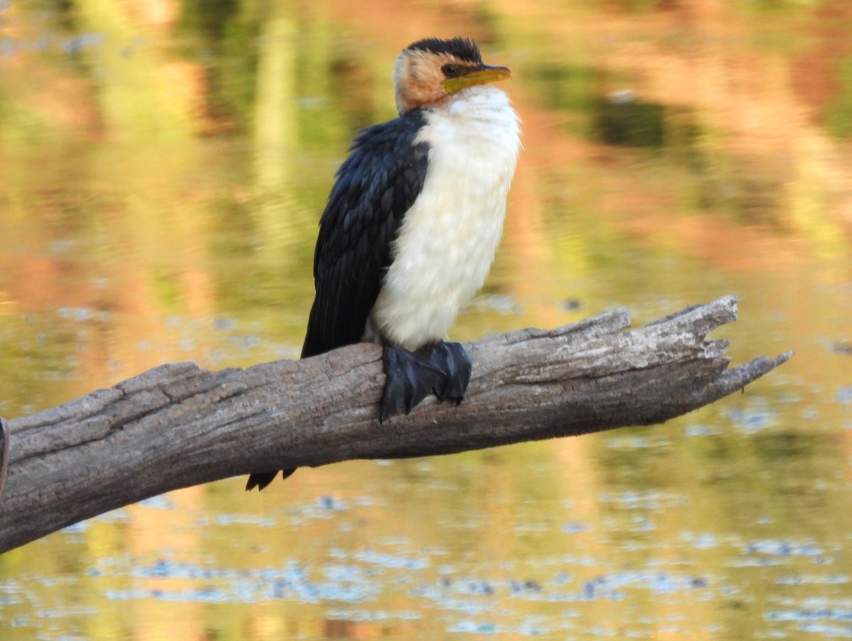 Little Pied Cormorant - ML645621105