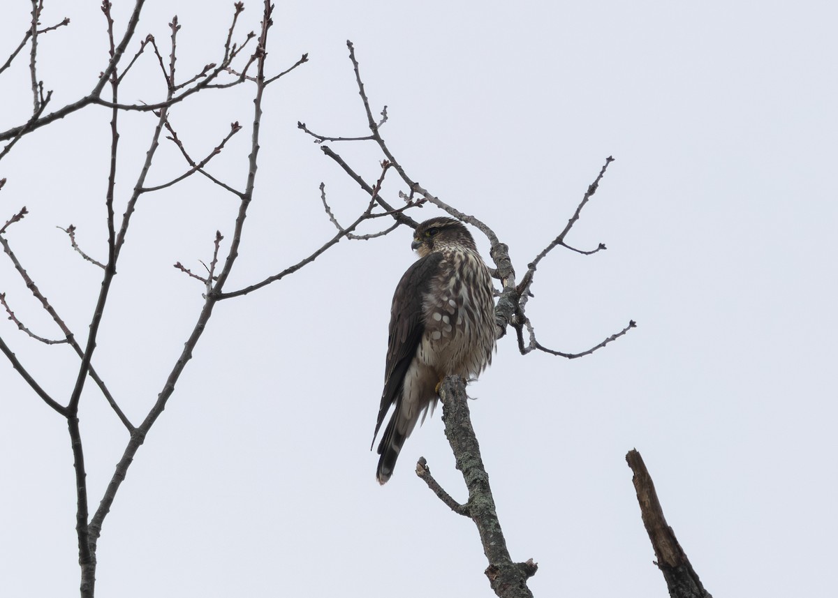 Belatz txikia (columbarius) - ML645621106