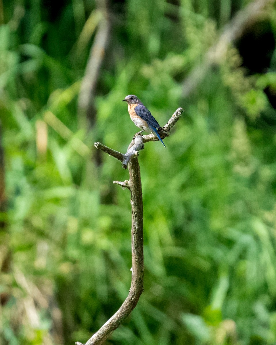 Eastern Bluebird - ML645621107