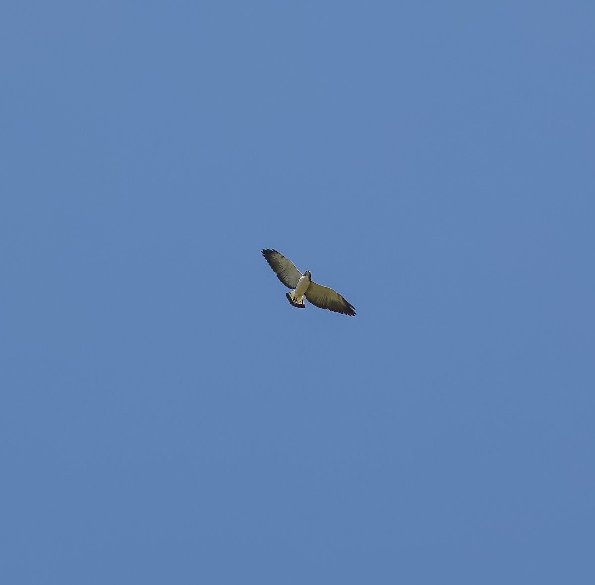 White-tailed Hawk - ML645621109