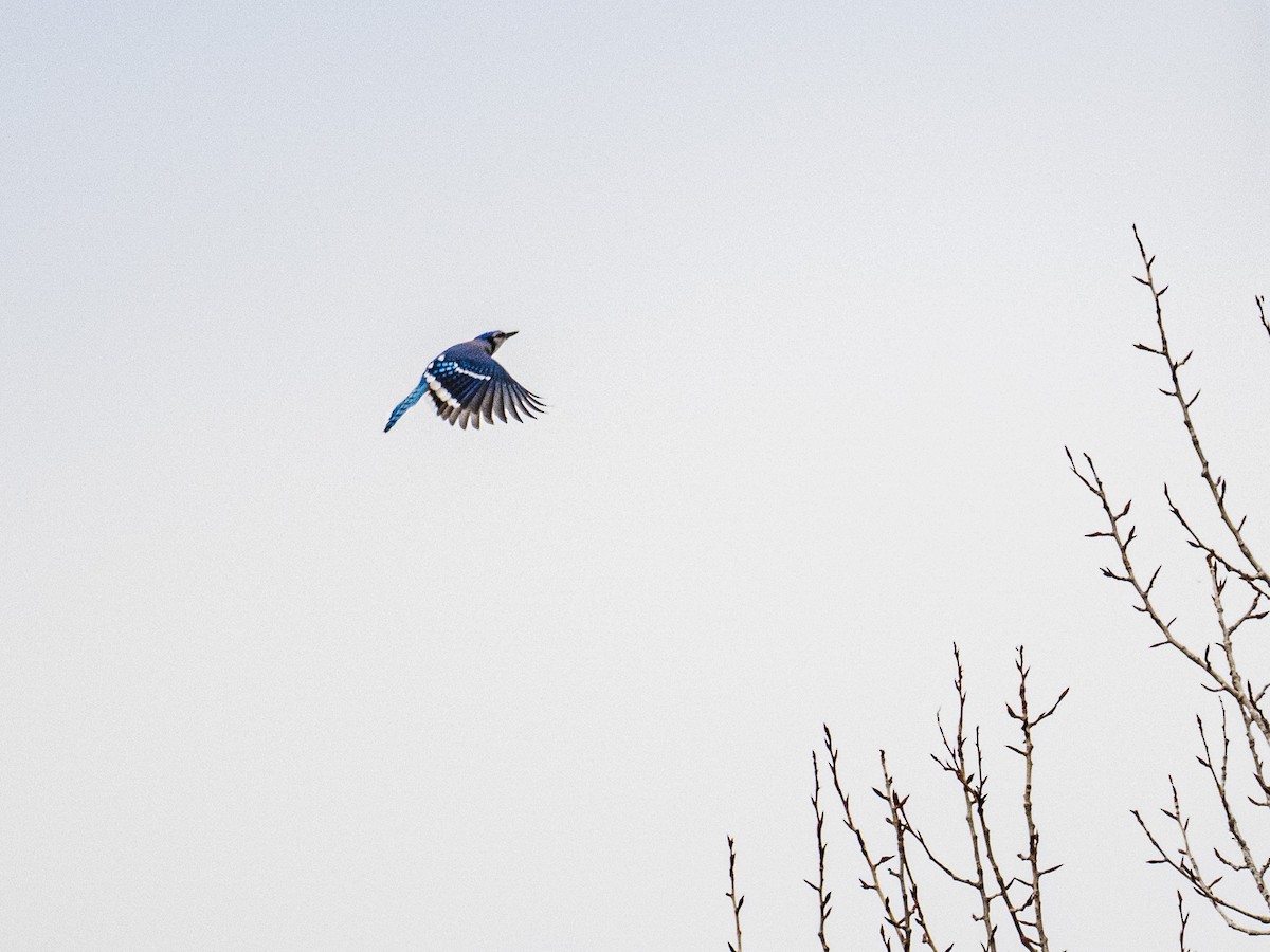 Blue Jay - ML645621115