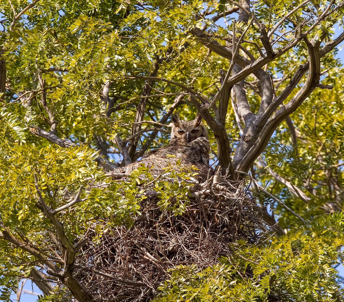 Great Horned Owl - ML645621122