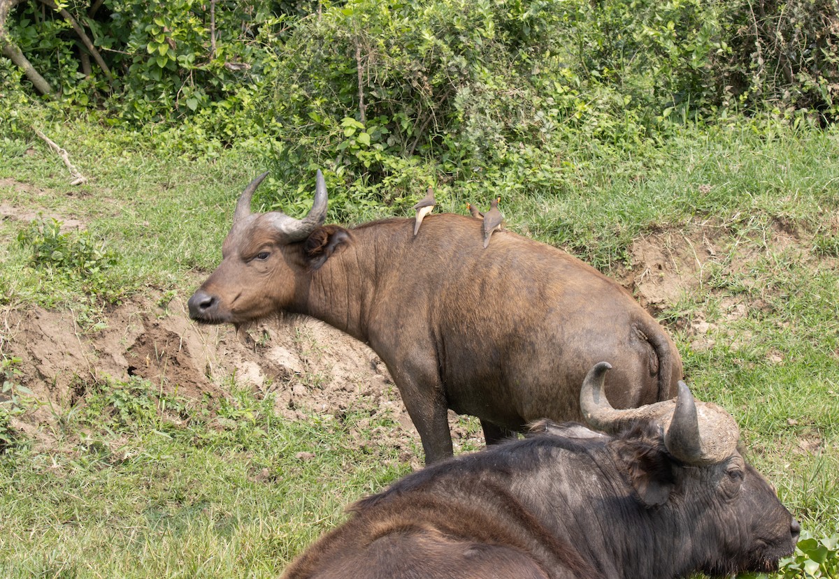 Yellow-billed Oxpecker - ML645621128
