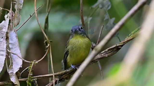 Gray-headed Piprites - ML645621129