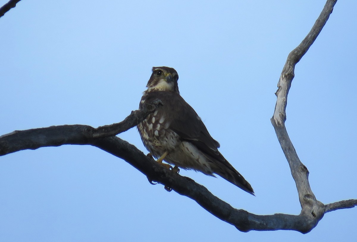 灰背隼 - ML645621145