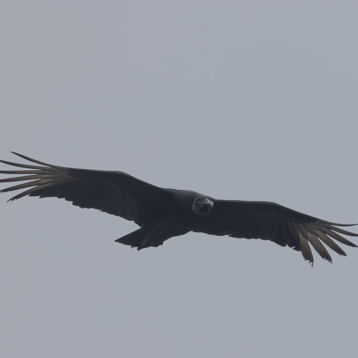 Black Vulture - ML645621150