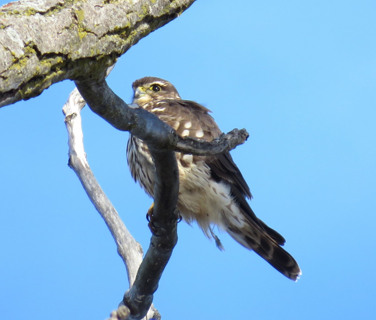 灰背隼 - ML645621159