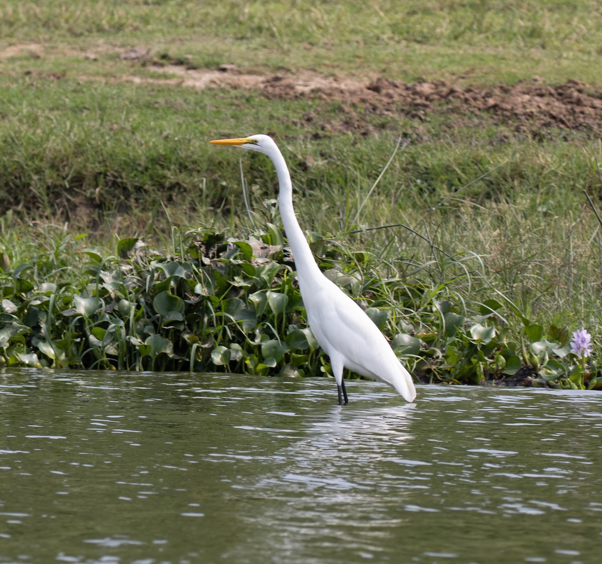 Great Egret (African) - ML645621163
