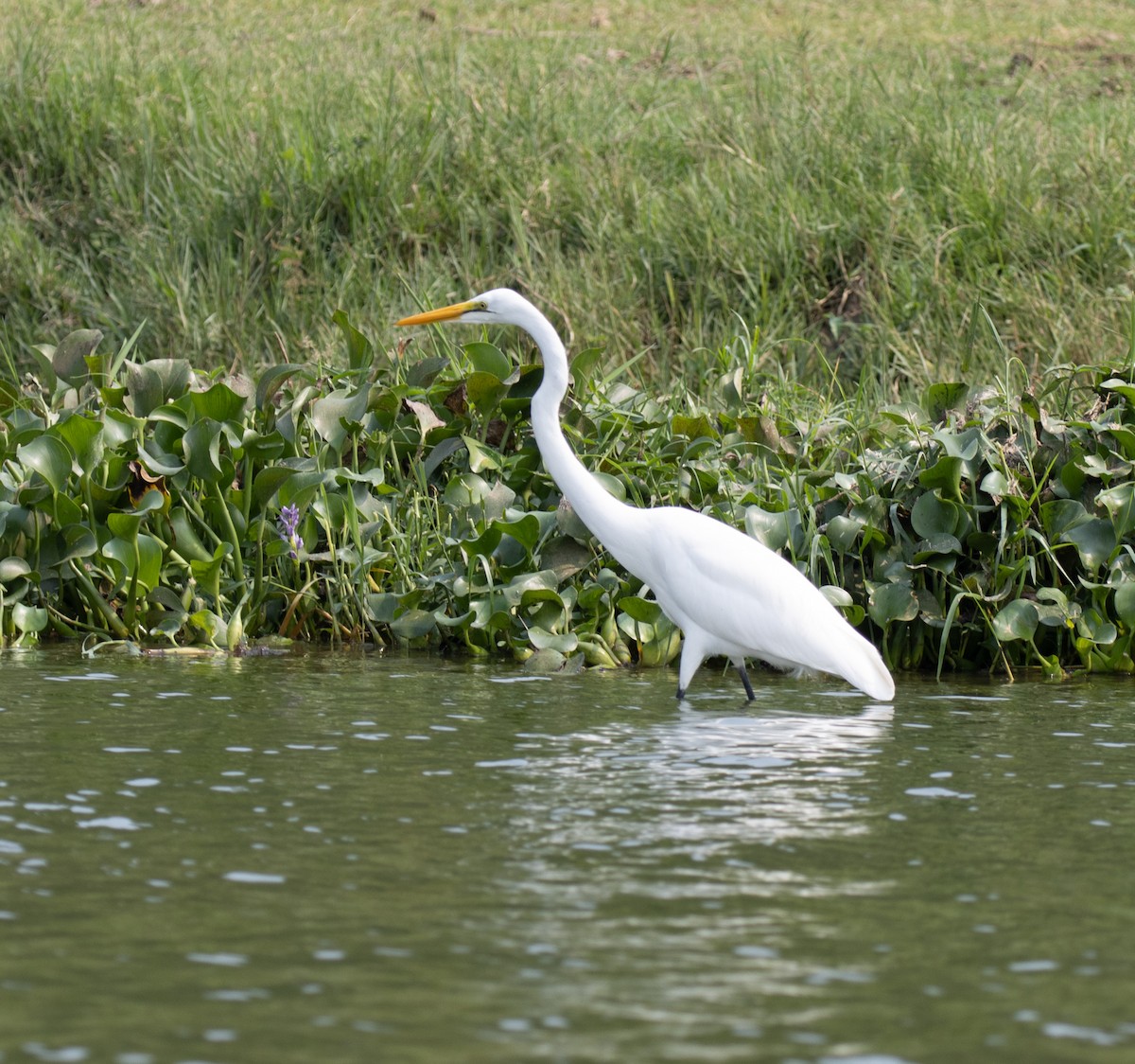 Great Egret (African) - ML645621166