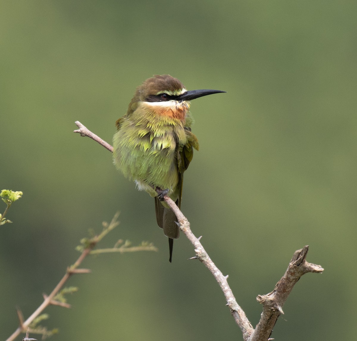 マダガスカルハチクイ - ML645621182