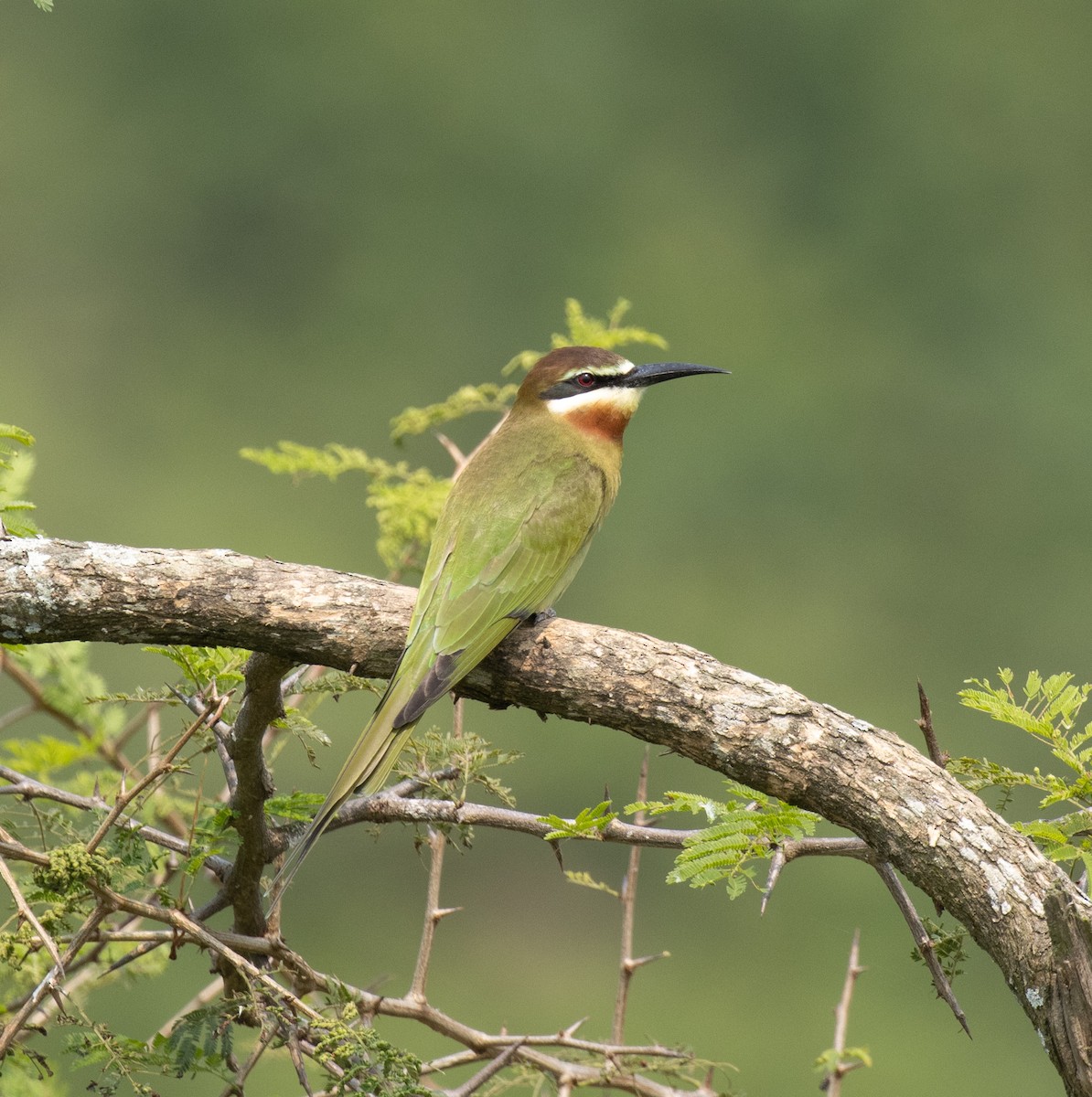 マダガスカルハチクイ - ML645621184