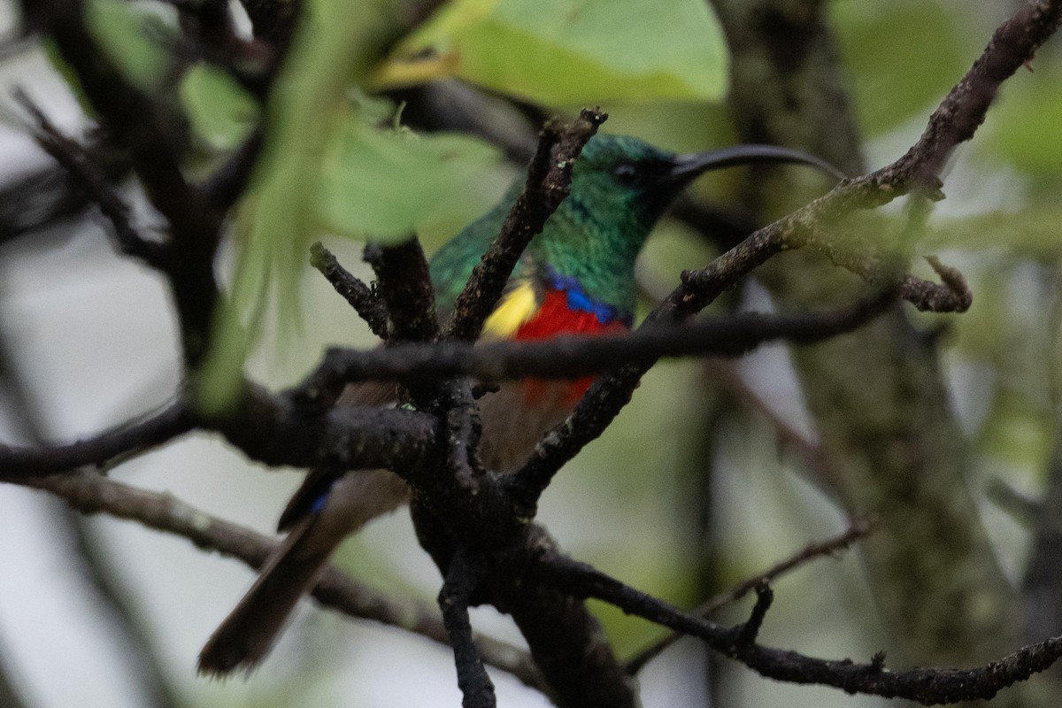 Greater Double-collared Sunbird - ML645621191