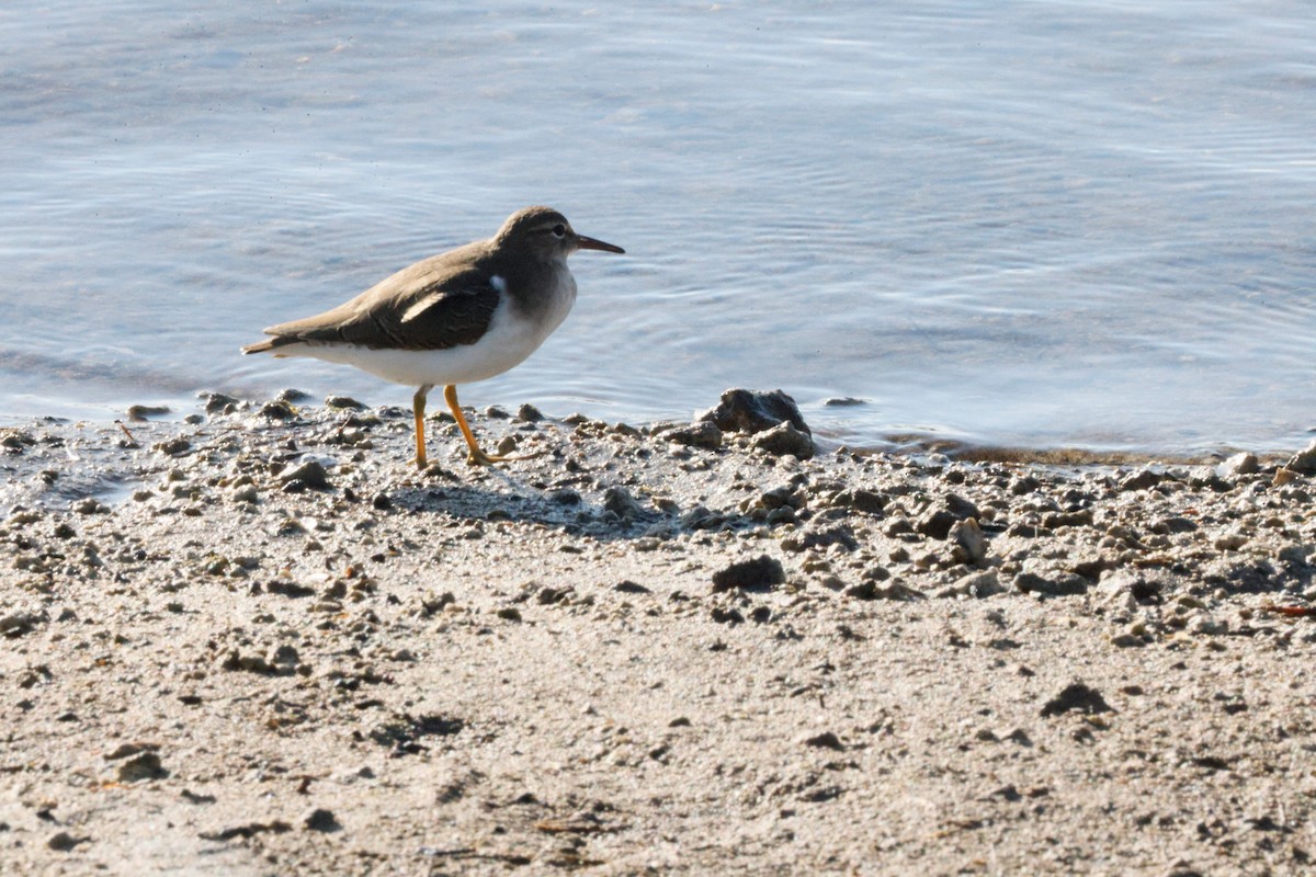 Spotted Sandpiper - ML645621217