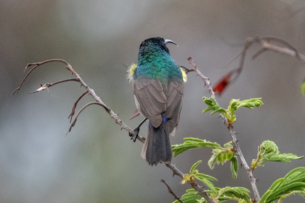 Greater Double-collared Sunbird - ML645621219