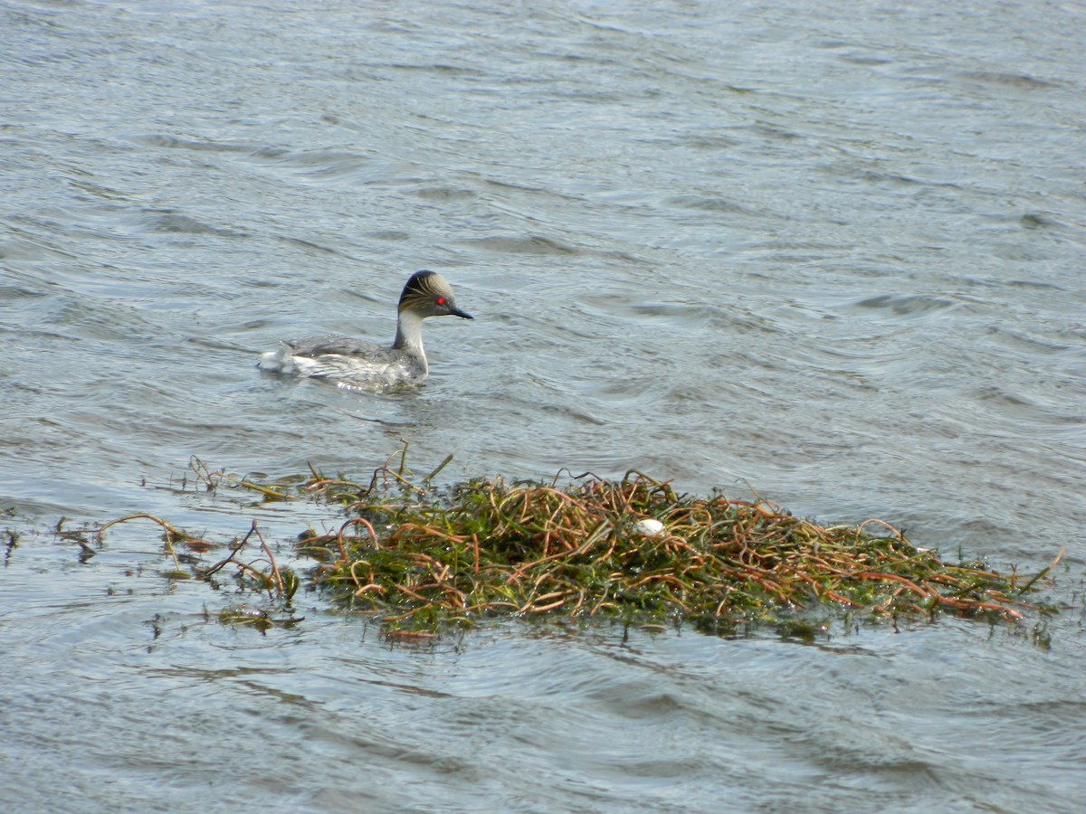 potápka stříbřitá - ML645621249