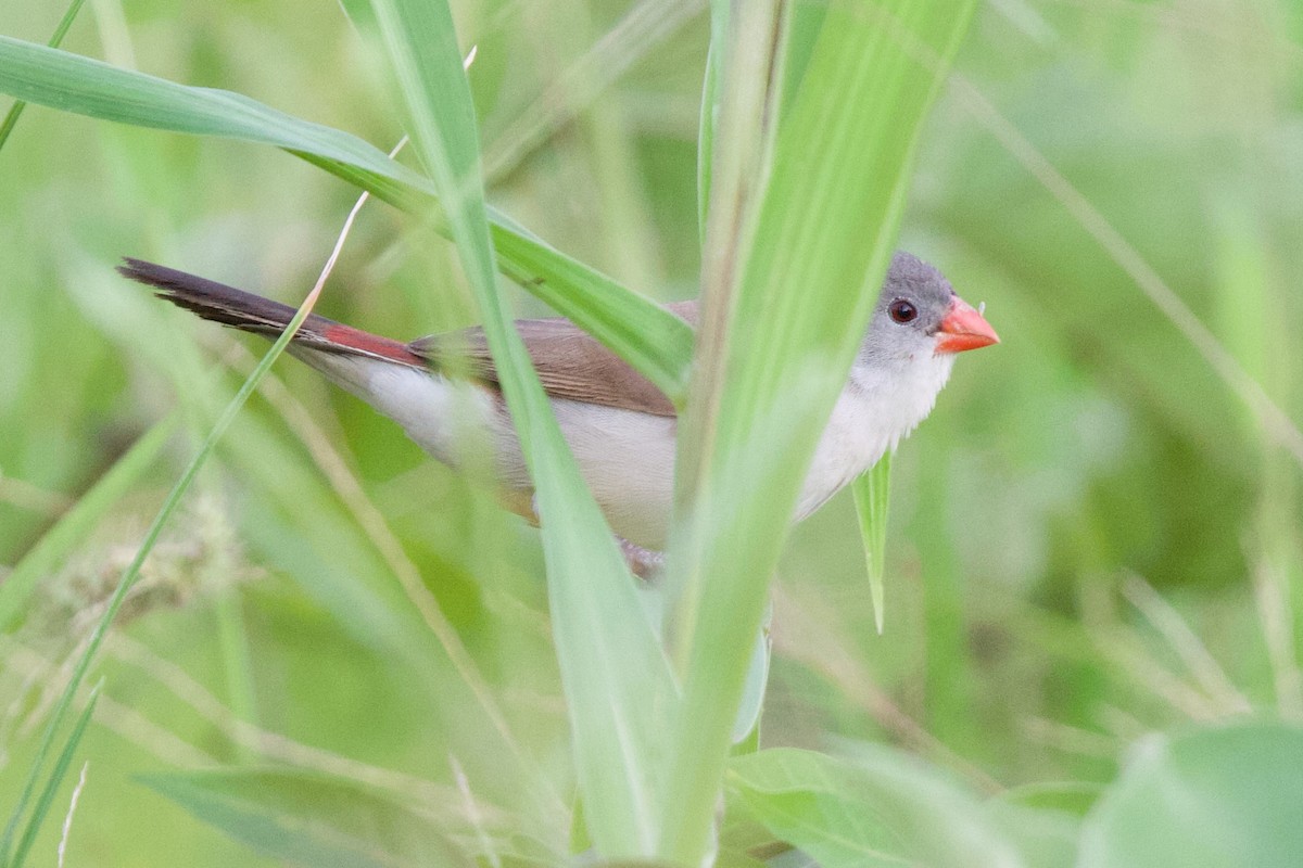 Астрильд болотяний - ML645621266
