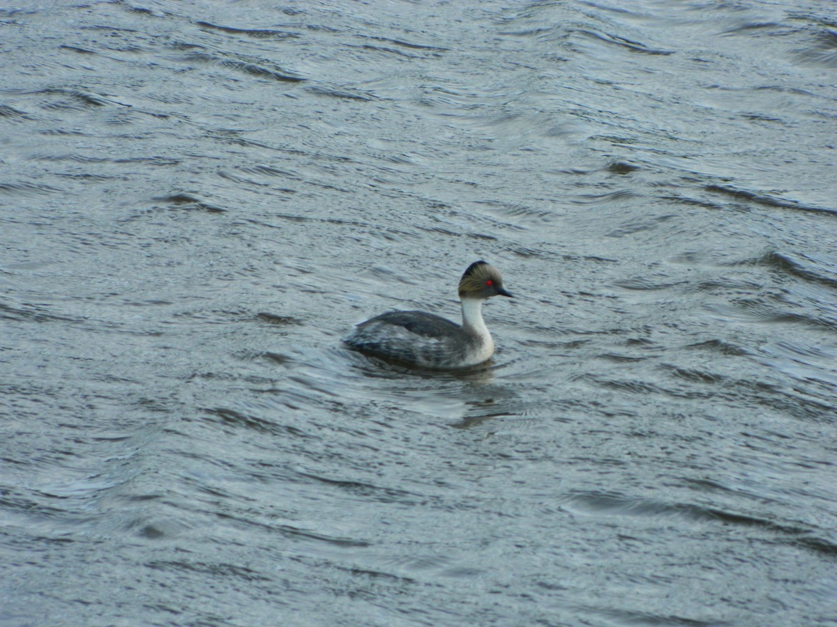 potápka stříbřitá - ML645621267