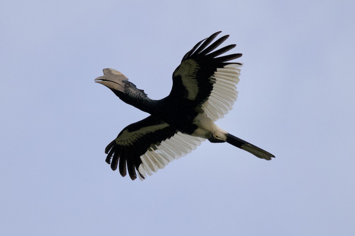 Black-and-white-casqued Hornbill - ML645621268