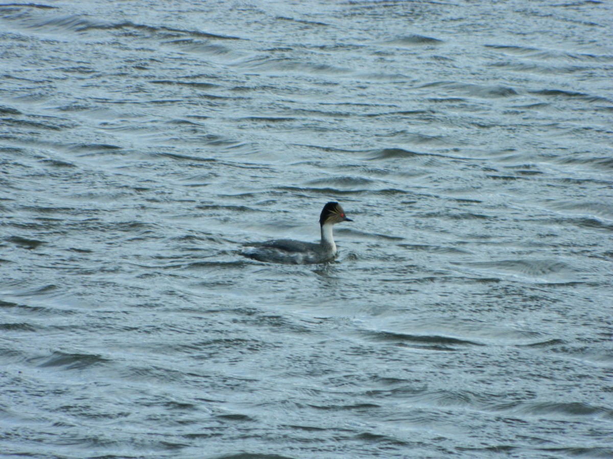 potápka stříbřitá - ML645621279