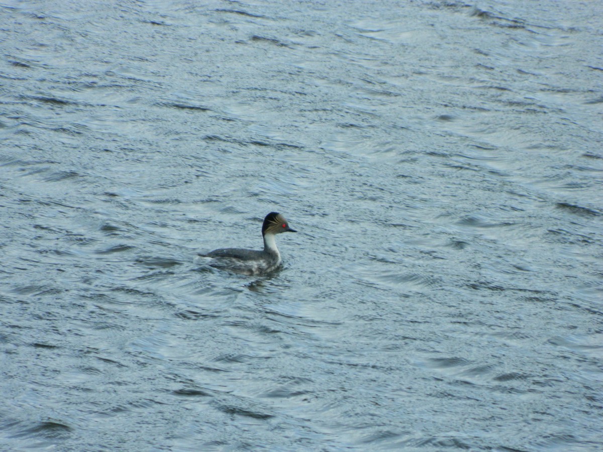 potápka stříbřitá - ML645621282