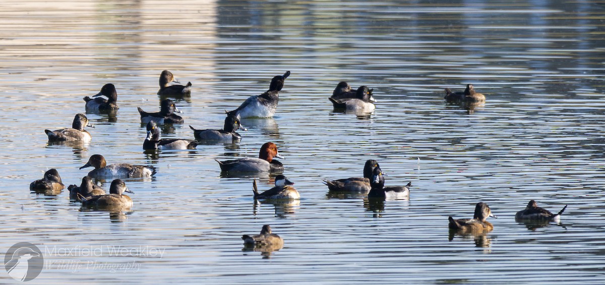 Redhead - ML645621283