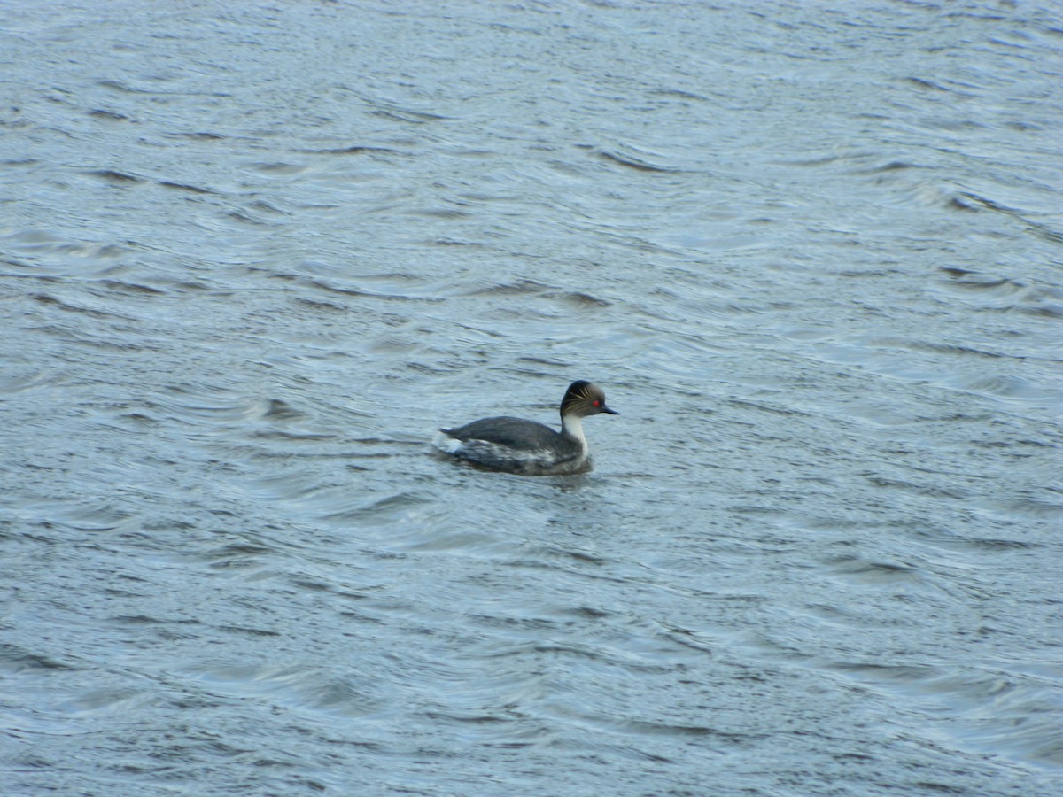 potápka stříbřitá - ML645621285