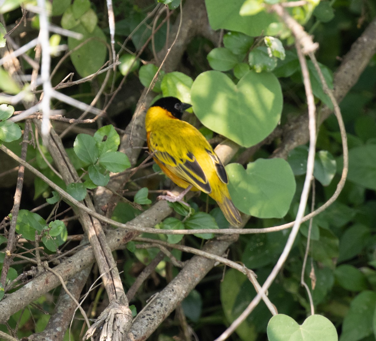 Black-headed Weaver - ML645621311
