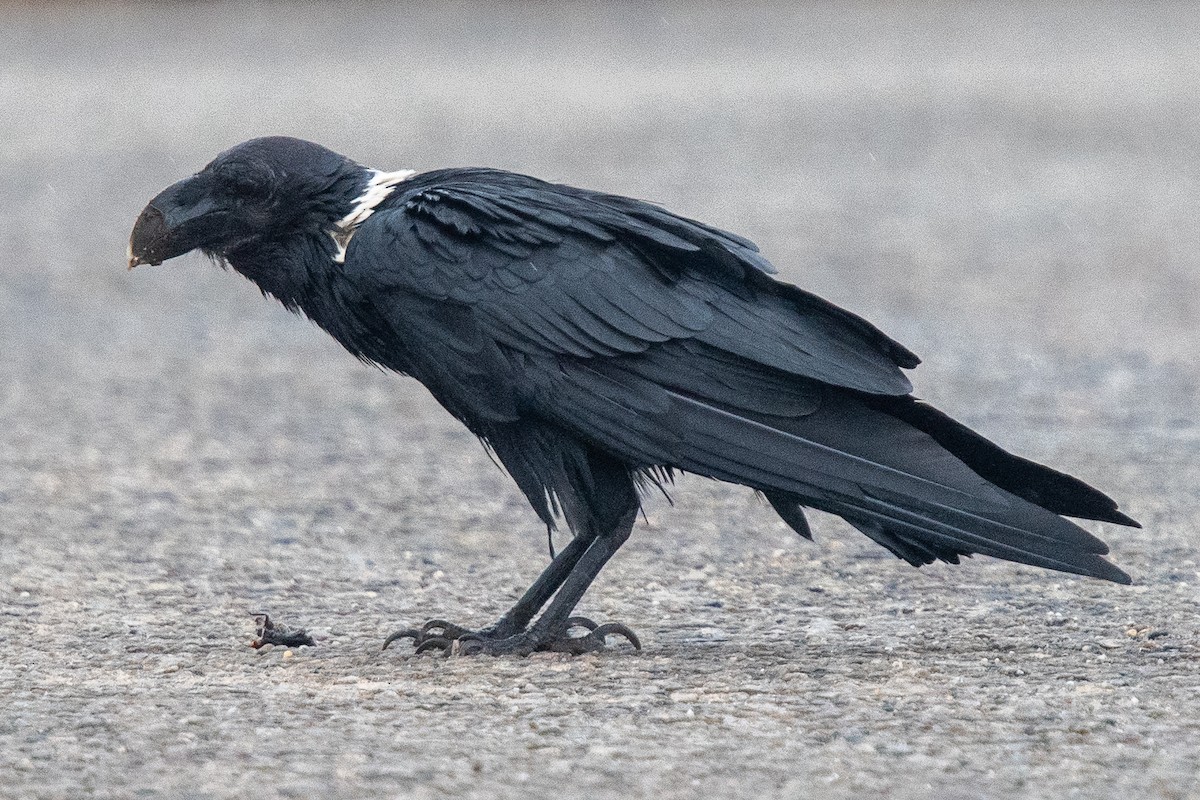 White-necked Raven - ML645621312