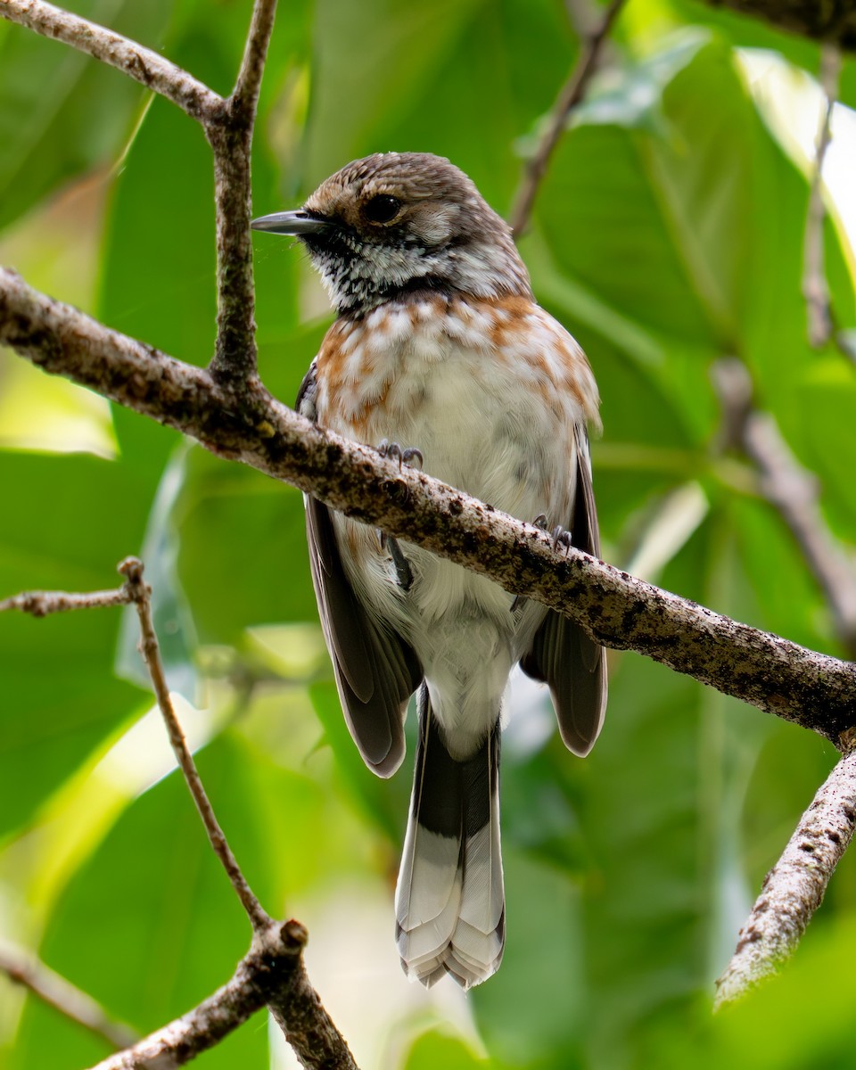 ハワイヒタキ（sandwichensis） - ML645621315