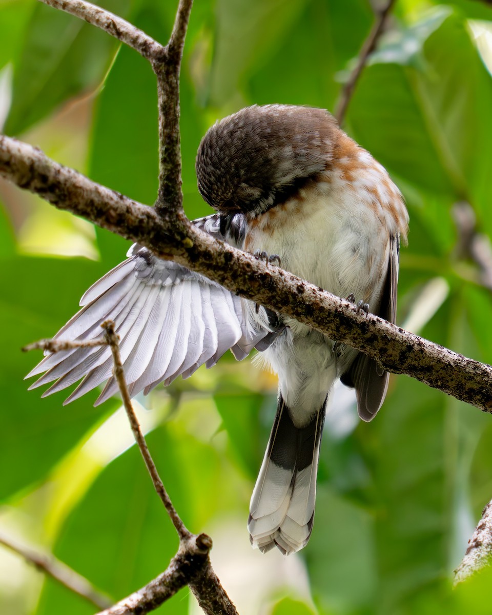 ハワイヒタキ（sandwichensis） - ML645621316