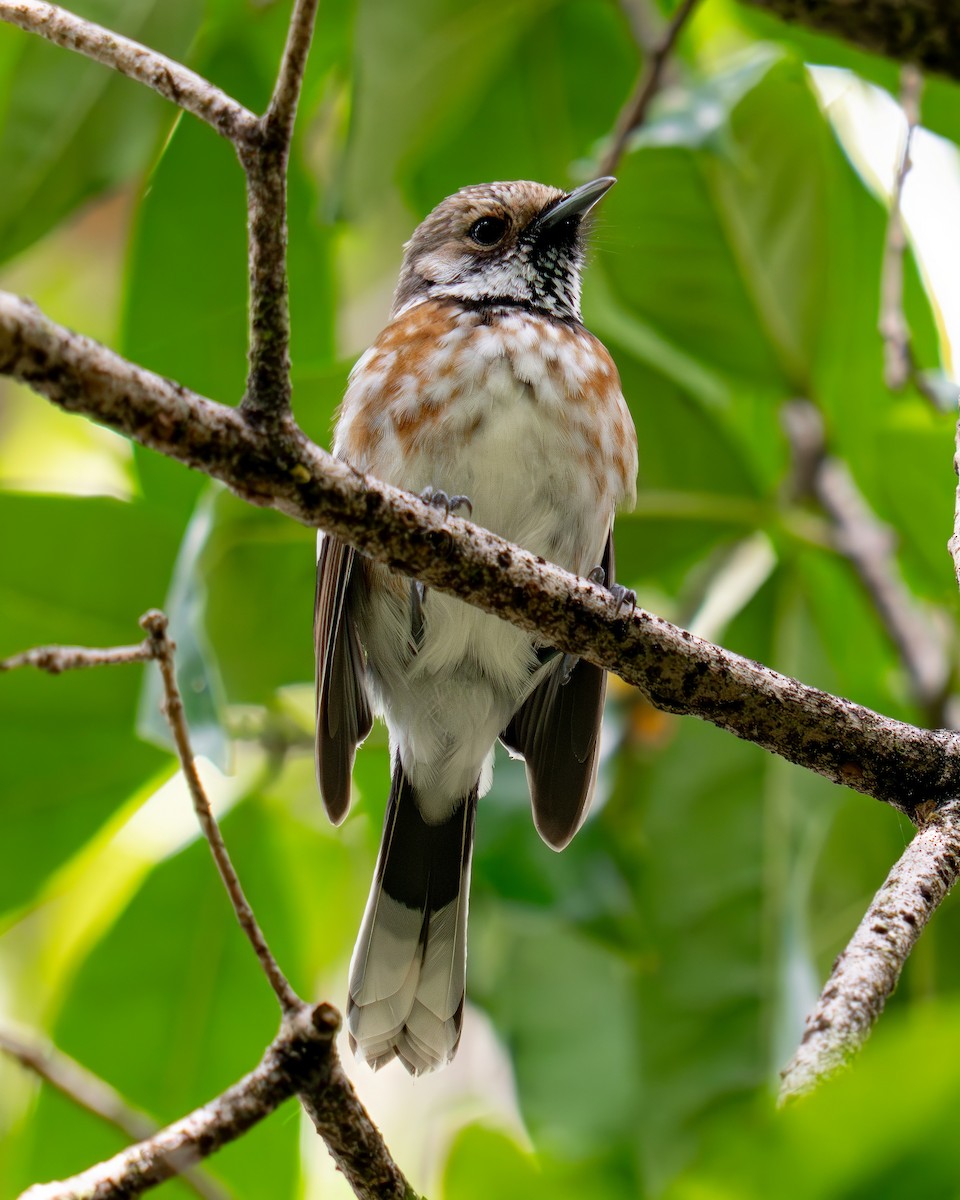 ハワイヒタキ（sandwichensis） - ML645621317