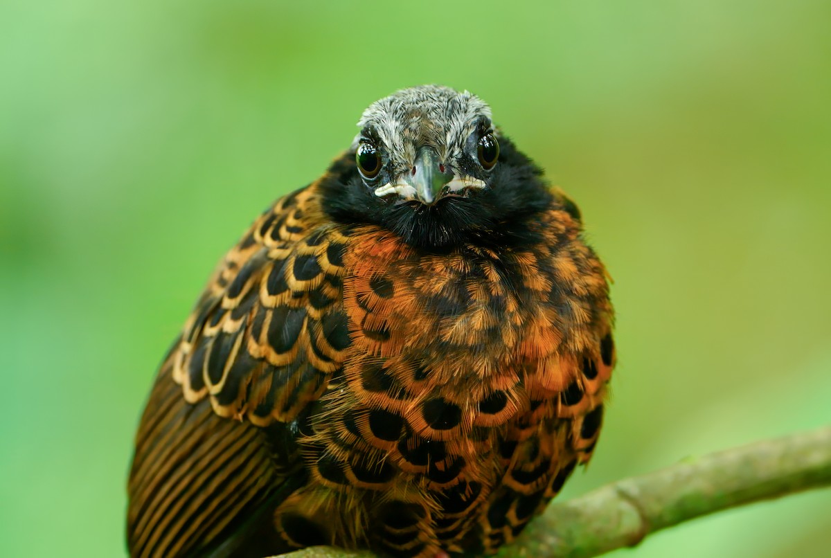 Ocellated Antbird - ML645621339
