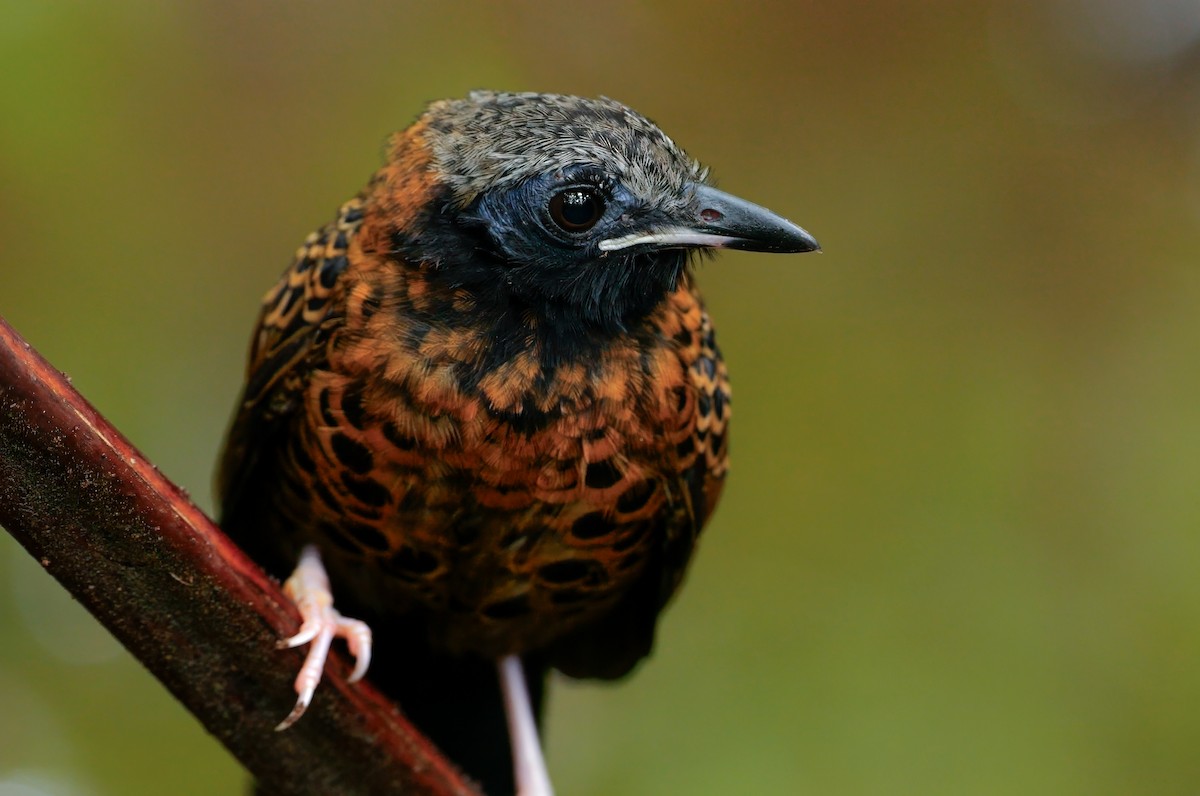 Ocellated Antbird - ML645621340