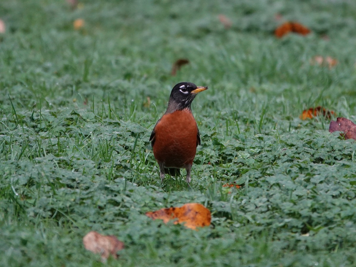 American Robin - ML645621348