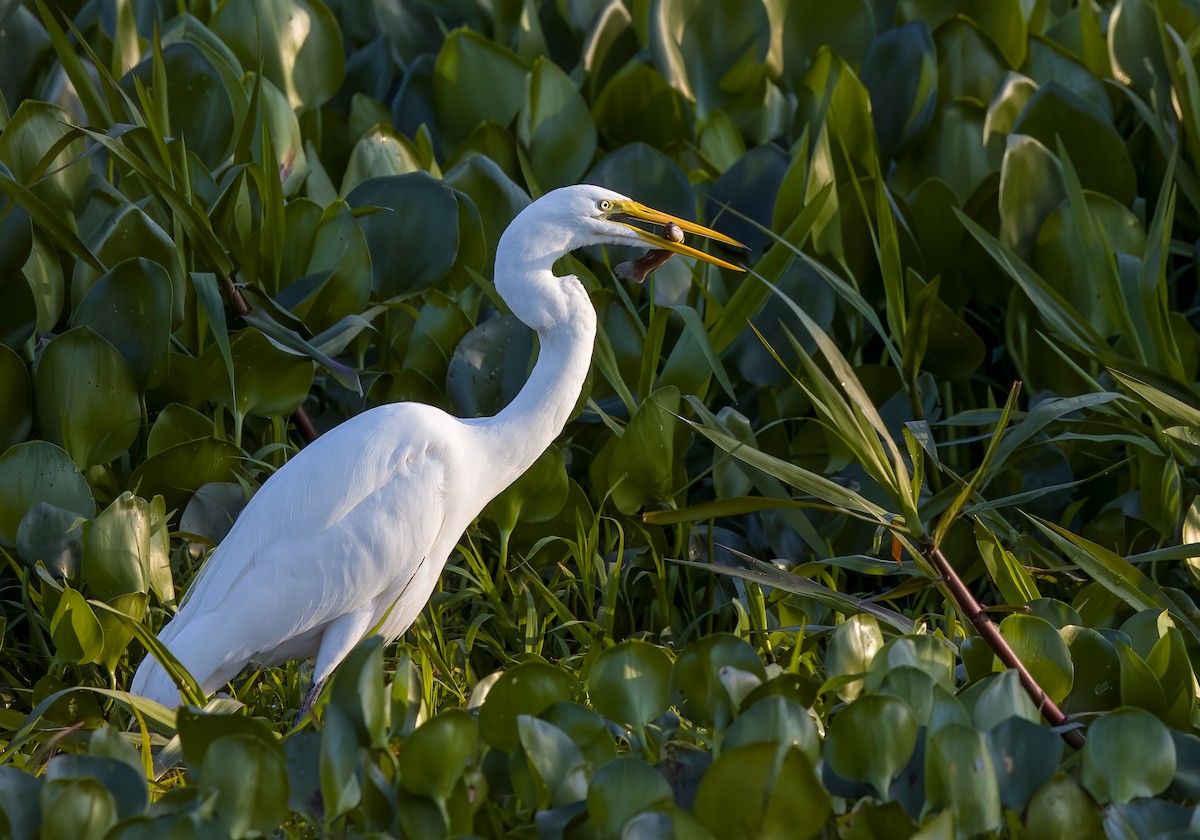 Great Egret - ML645621361