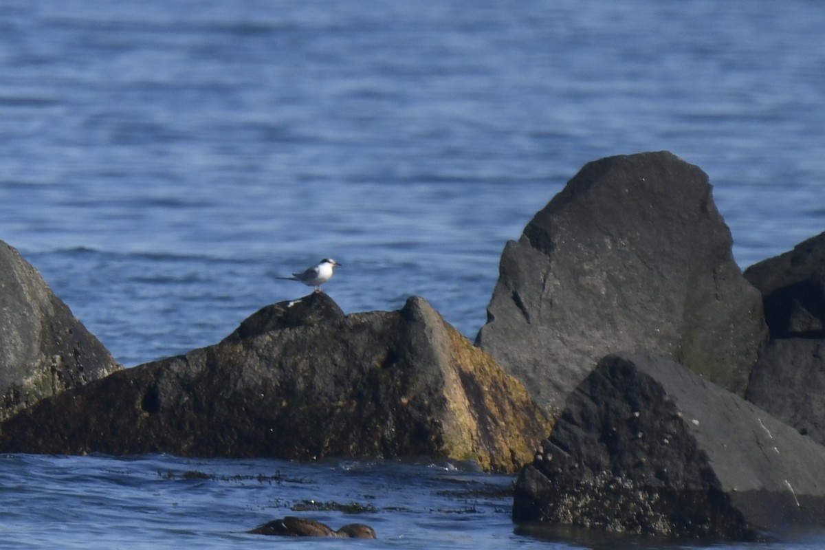 燕鷗 - ML645621365