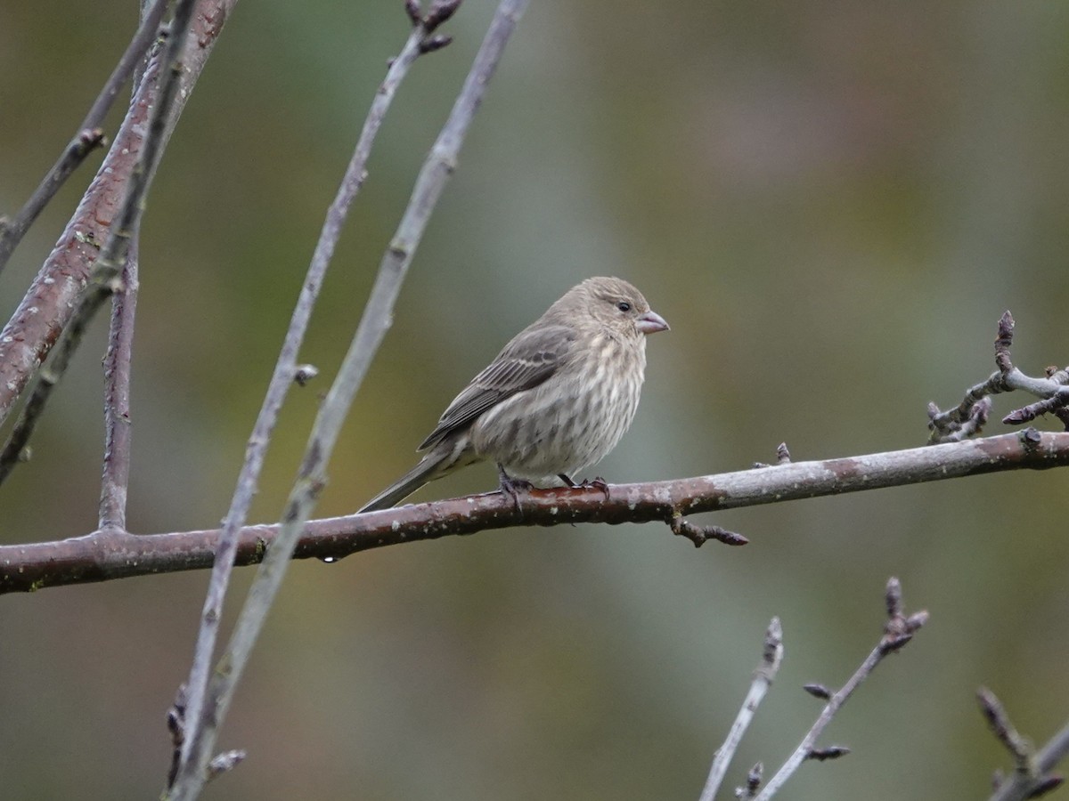 House Finch - ML645621366