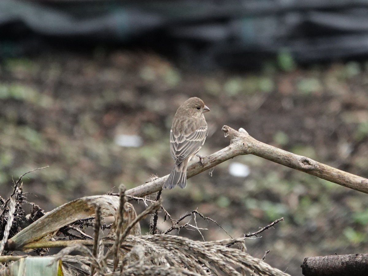 House Finch - ML645621367