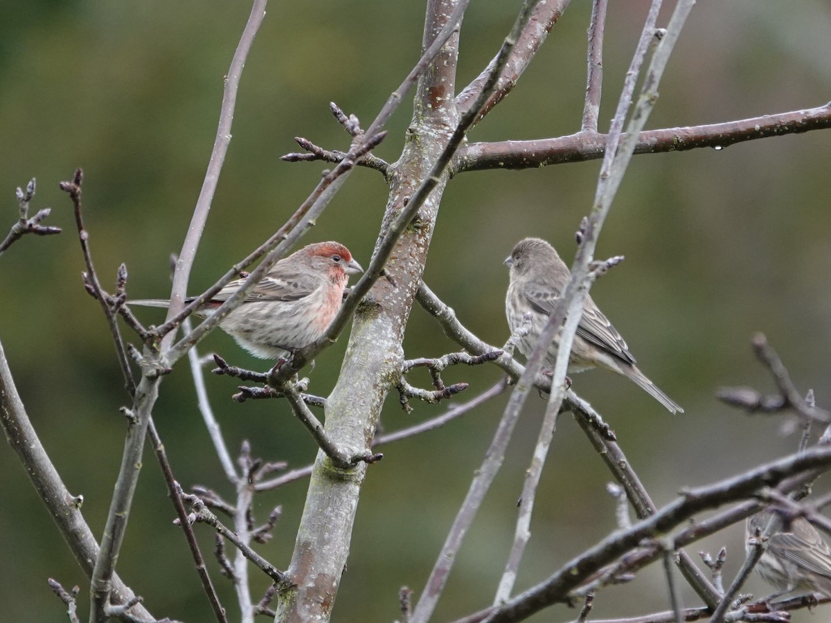 House Finch - ML645621368