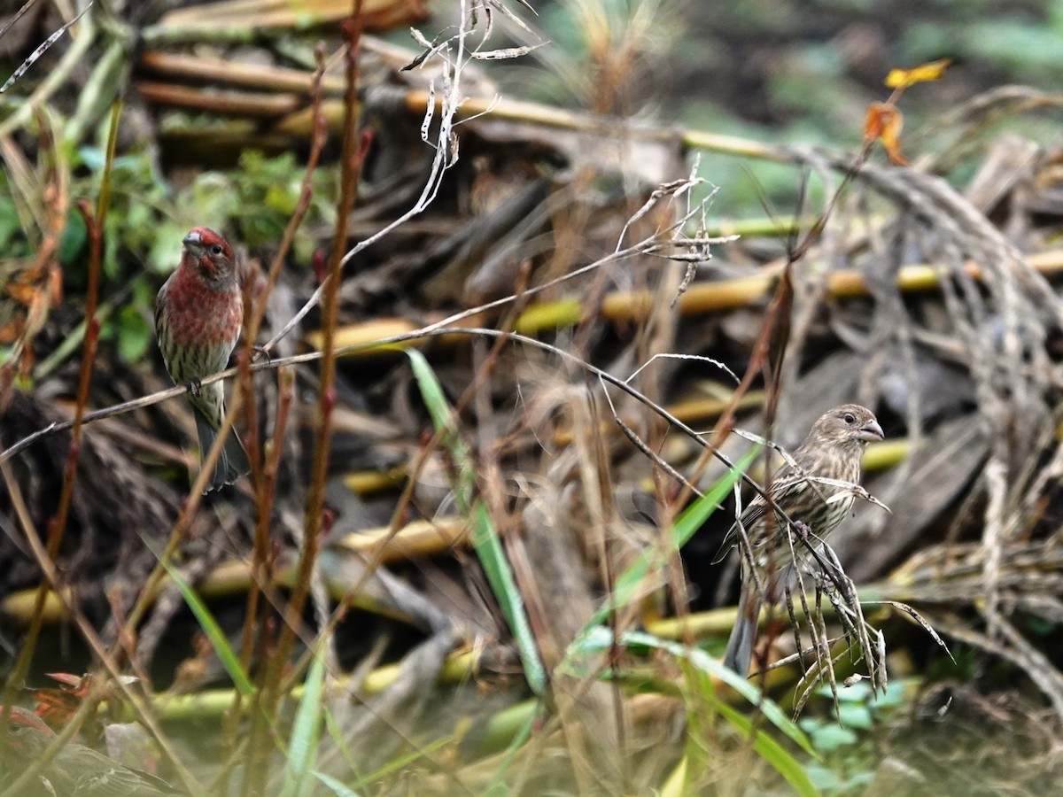 House Finch - ML645621369