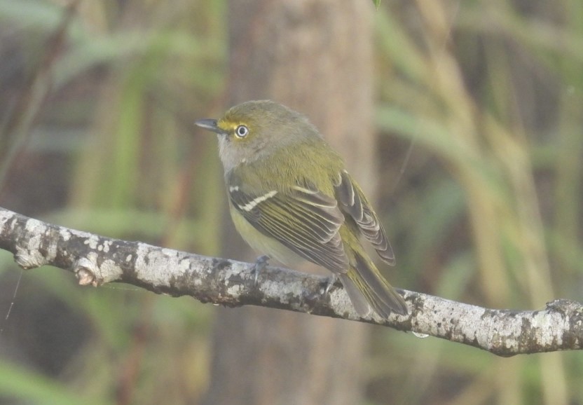 ויראו לבן-עין - ML645621370