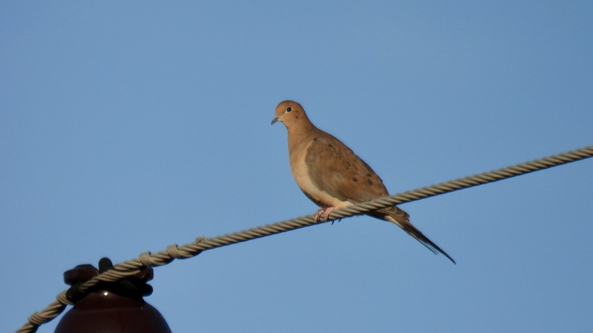 ナゲキバト - ML645621385