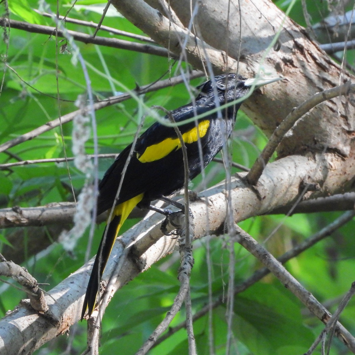 Cassique à ailes jaunes - ML645621388