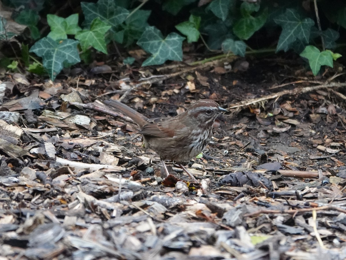 Song Sparrow - ML645621389