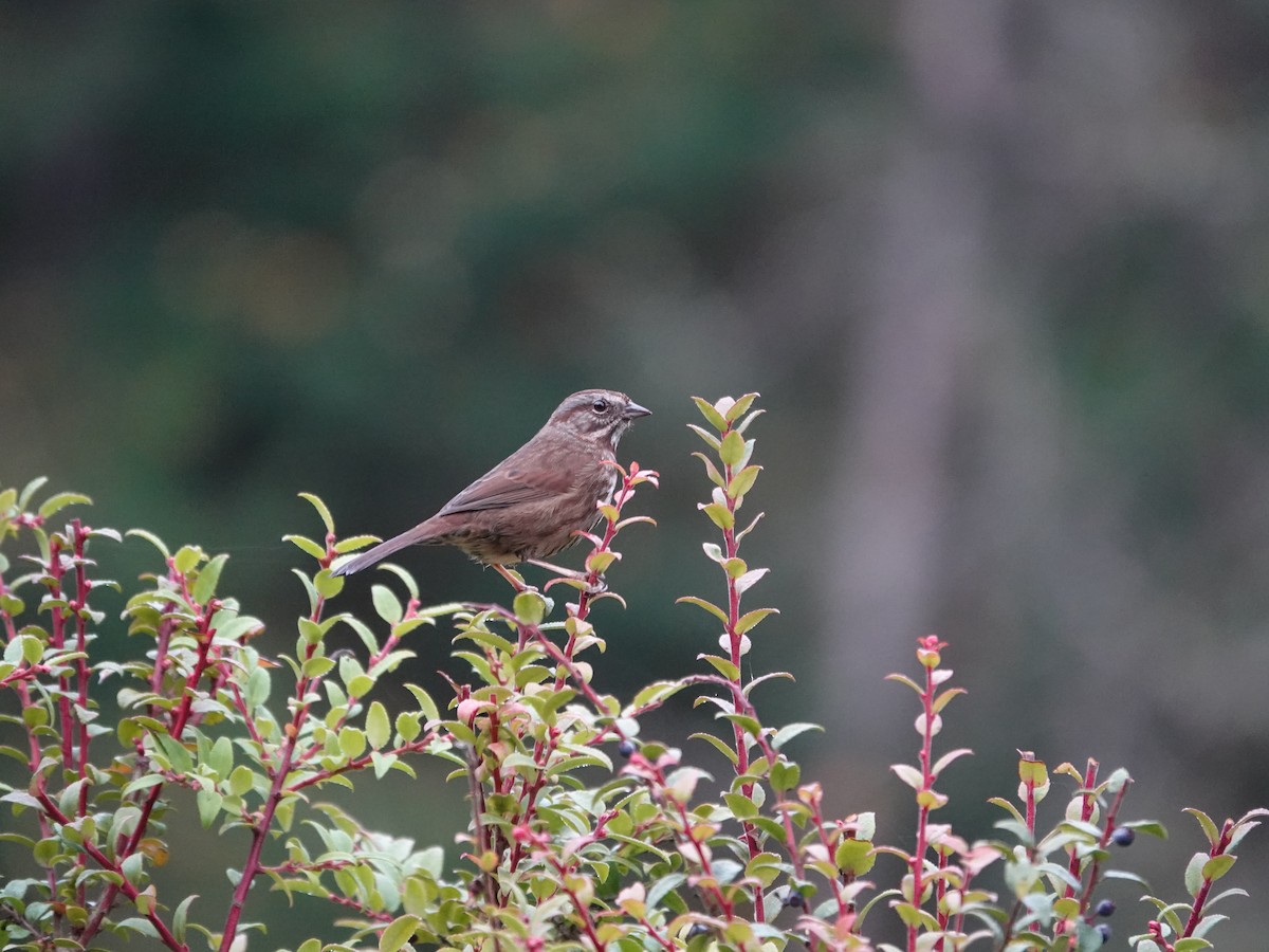 Song Sparrow - ML645621391