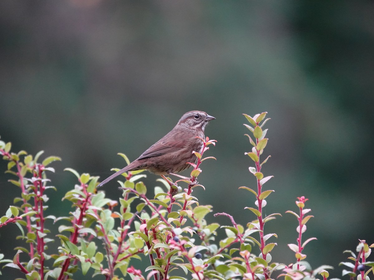 Song Sparrow - ML645621392